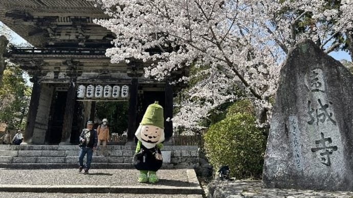 今年の桜 その1 三井寺