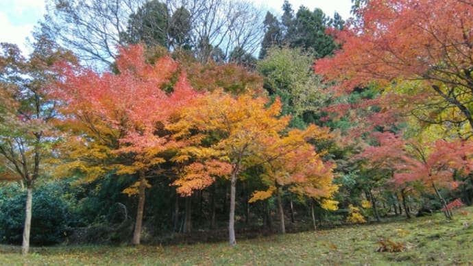 紅葉を