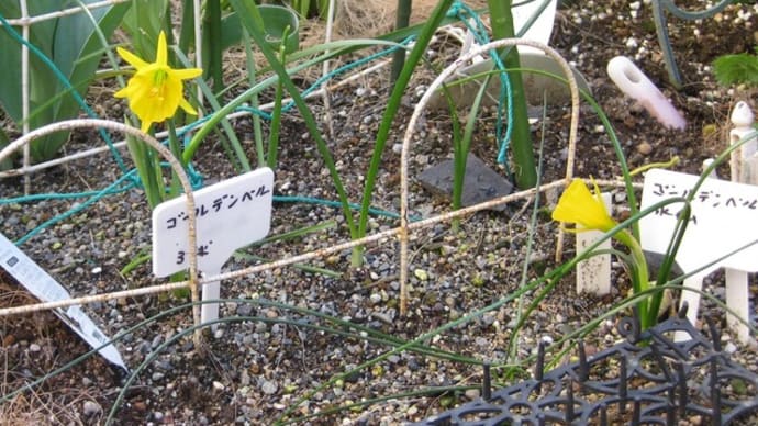 花壇の手入れをした後に("^ω^)・・・