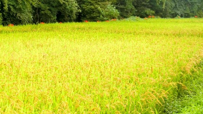 イネ科の植物似たもの同士(続編)ススキ、タカノハススキ、キンエノコロ、他