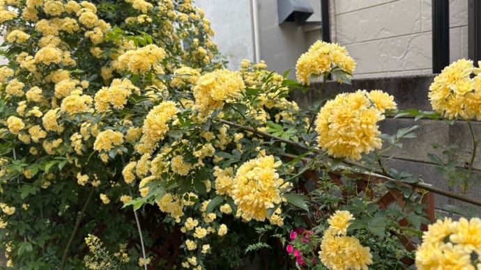 植物好き!