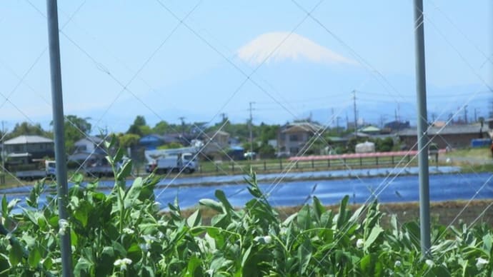 花見ジョグ~成就院・なんじゃもんじゃの木
