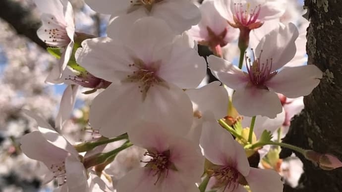 国宝 松江城でお花見🌸