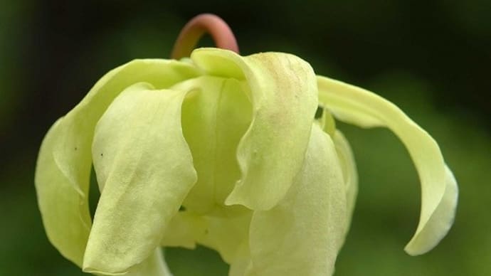 鉢植えの食虫植物(1)サラセニア a、フラバ