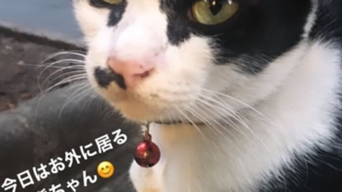 ストーリーズ風 今日の主役は髭ちゃん。
