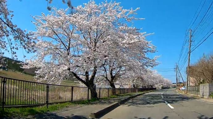 桜満開