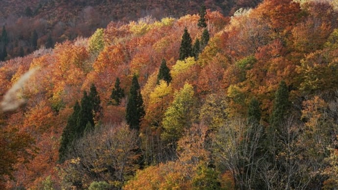 11月5日 破間渓谷の ブナ の森は