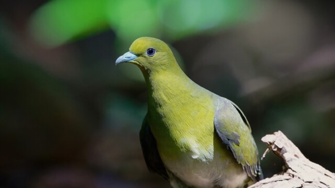 #カワセミと野鳥たち 1493