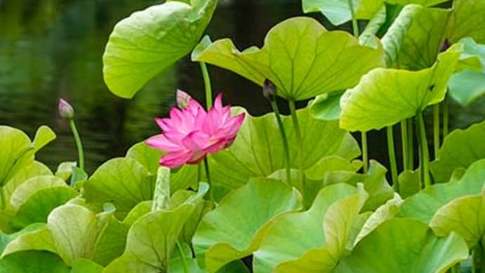 24日の修景池は中尊寺蓮が咲いた