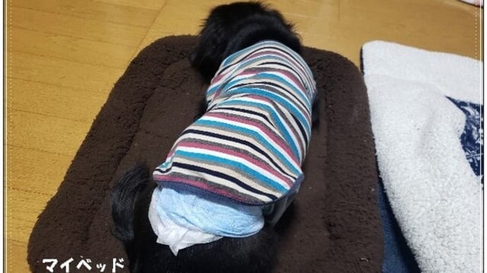 適応力