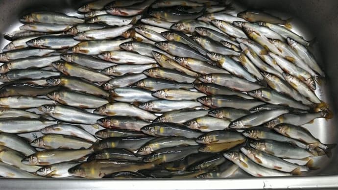 解禁日6月18日の釣況