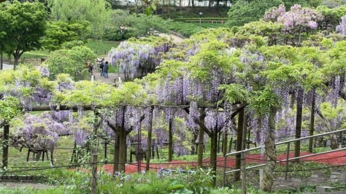 しょうぶ園の外から菖蒲を観賞