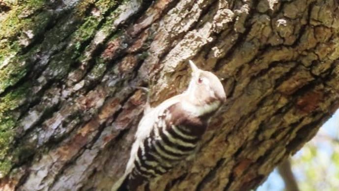 大仙公園・更に続き