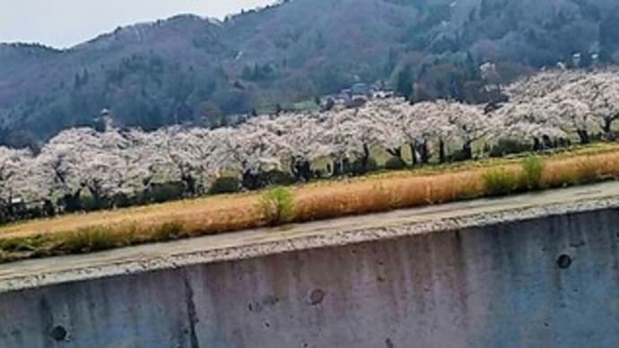 🌸【北上市立公園展勝地】『桜見物 花見 ドライブ 2024/4/14』岩手県 北上市