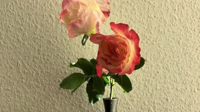 香る 冬薔薇