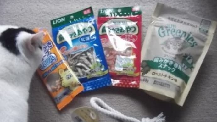 しろちゃん77 歯みがきおやつ!