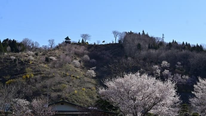 No.902 桜速報~夏井の千本桜~