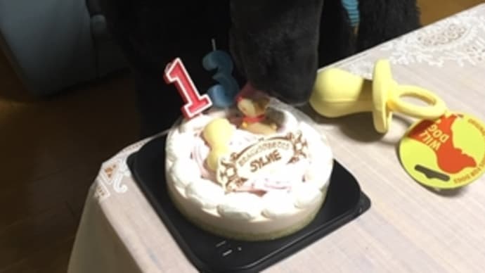 シルヴィ13歳になりました♪
