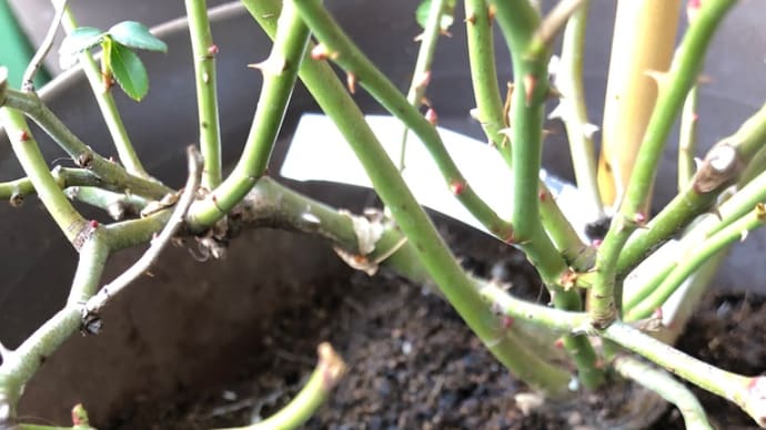 バラの簡単植え替えと寒肥
