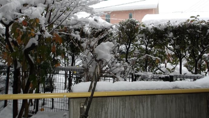 重い雪です