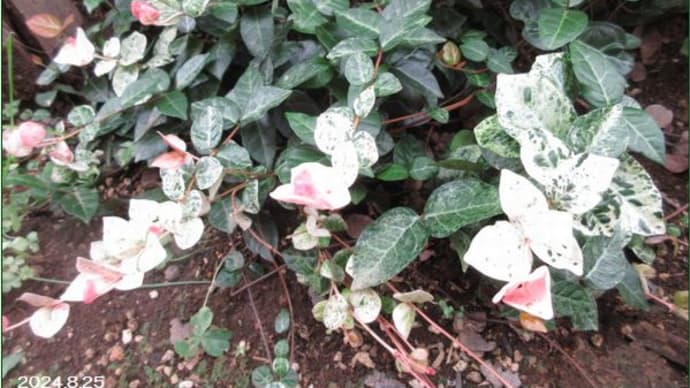 庭の花