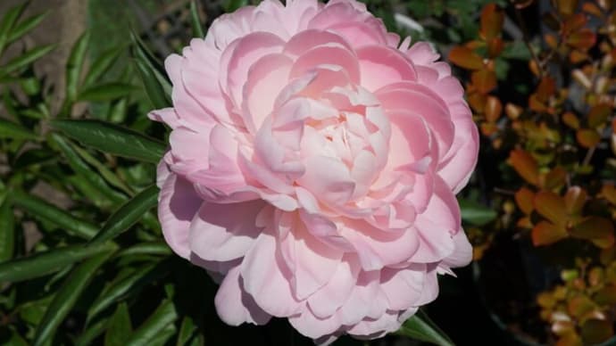 春の花:芍薬