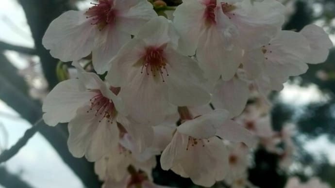 桜が見頃を迎えました(4/11 臨時休園致します)