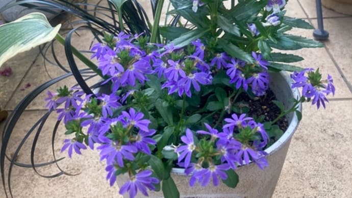 夏の花の寄せ植えや鉢植え、 そして、ラズベリーの収穫♪