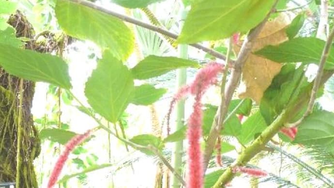 岩手県立花きセンターのベニヒモノキ（紅紐の木） / アカリファ・ヒスピダ