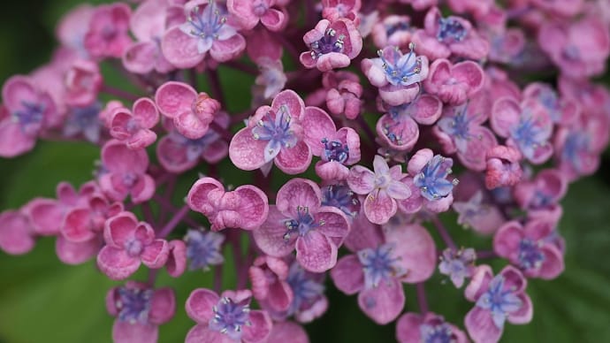 ★おたふく紫陽花 2020