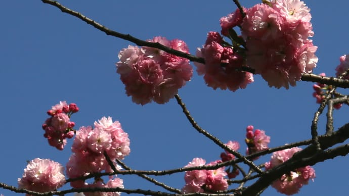 盛りの過ぎた桜など/東京2-3