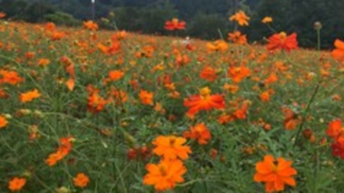★秋のスキー場には沢山のお花が 「IOX-AROSA」のキバナコスモスまつり