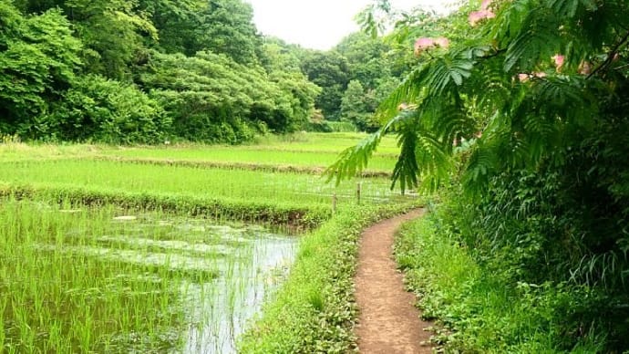 合歓の木花咲く里山田んぼ