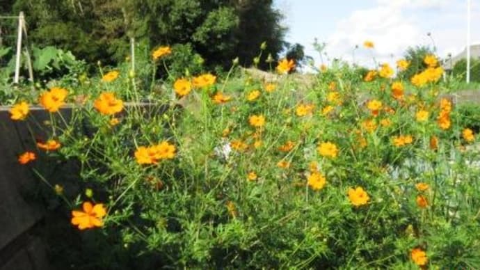 秋の花　キバナコスモス