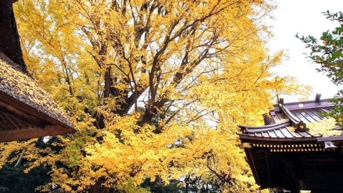 黄葉、玉敷神社の
