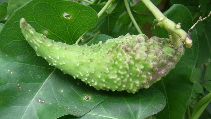 ガガイモ(蘿藦)の実・センダン(栴檀)の実・薔薇の葉裏のハバチの幼虫・俳句鑑賞