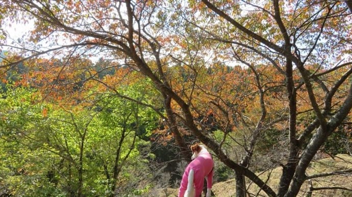 仙人谷の紅葉♪♪