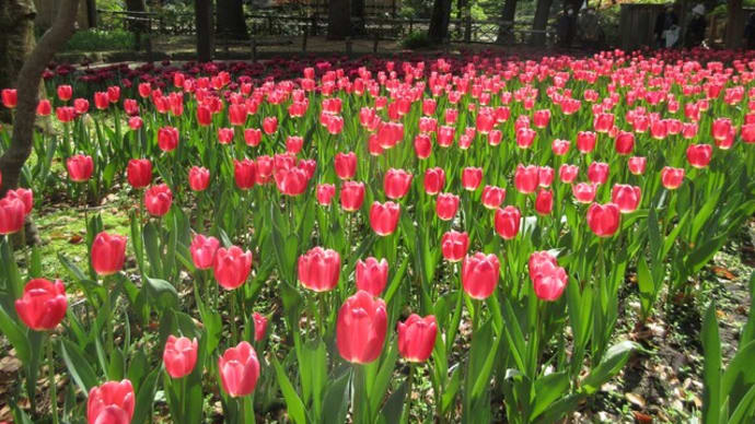4月の定例会「彼我庭園」から県庁屋上へ