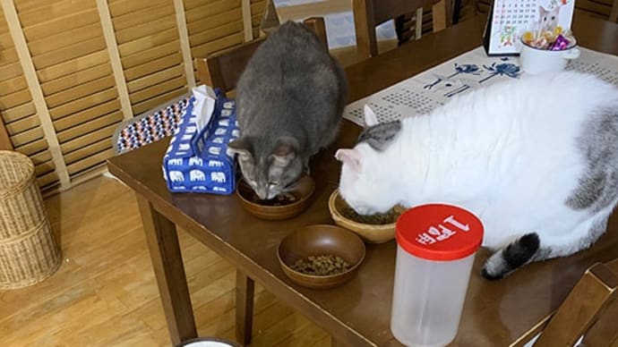 負けた日