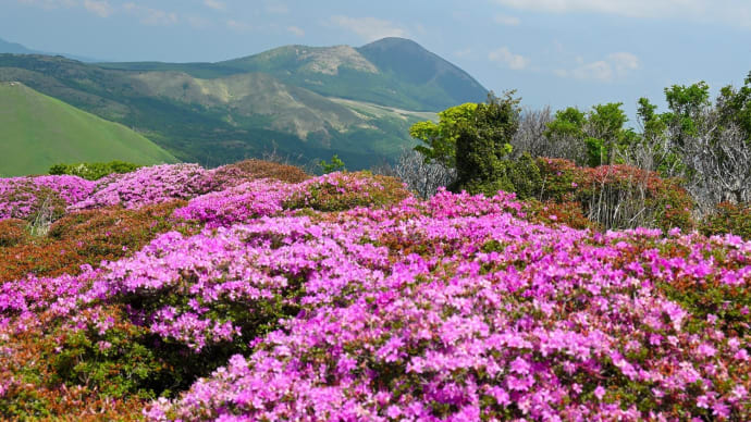 くじゅう・猟師山のミヤマキリシマ 2023年6月開花状況（速報）