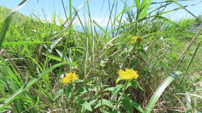 高ボッチ高原・鉢伏山で最近咲いている花 ホソバノキリンソウ(細葉の麒麟草)