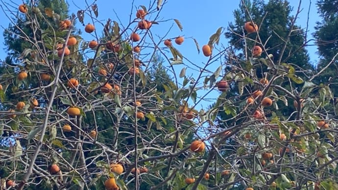 木が大きくなり、収穫ずに終わる 小鳥の餌に!