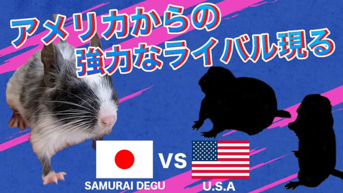 ⚫️デグー人気の牙城を脅かす😳あの子たちが上陸🧐⚫️