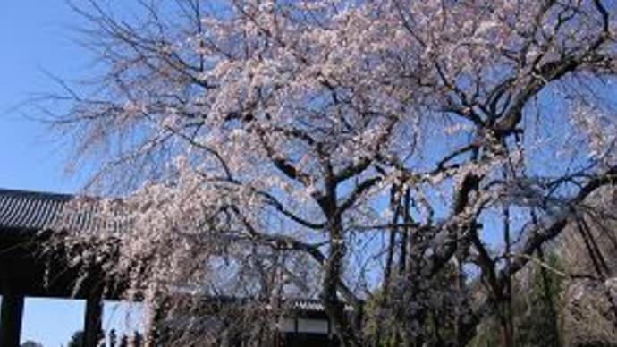 東郷寺の桜