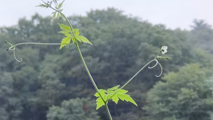 鉄道の日。白い花がみつめるしとしと雨
