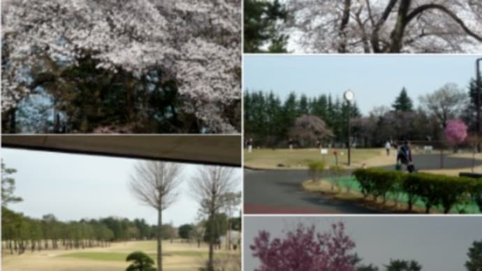 恒例の 家内とお花見GOLF 奮闘記 ⛳