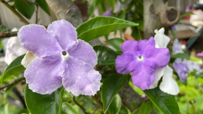 茉莉花・・・上野みえこの庭