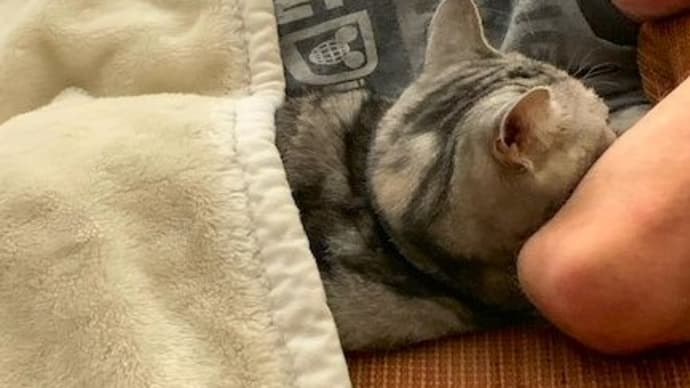 猫と寝ると腰痛になる件(私の見解)