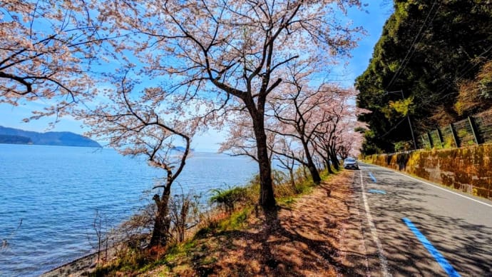 奥琵琶湖の桜🌸、いい感じ♫