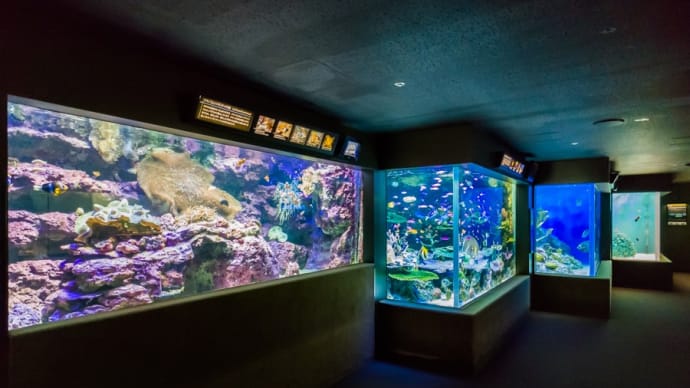 サンシャイン水族館 本館2F FILE:12 クマノミとイソギンチャクの海